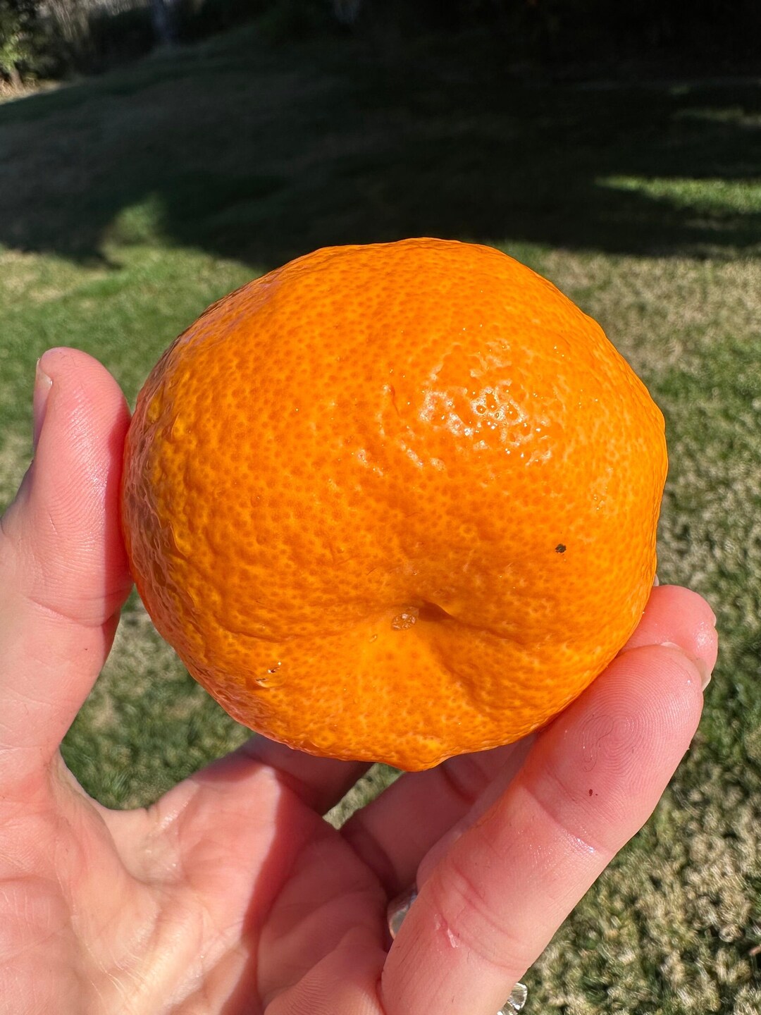 Mandarin Orange Tree Seeds 5 Pack of Citrus Seeds, RARE Seeds, Orange