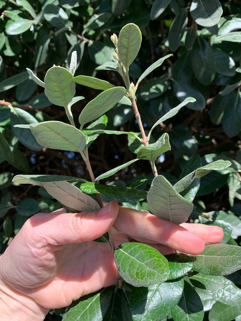 Pineapple Guava Cuttings 6 Pack Grow Your Own Pineapple Etsy