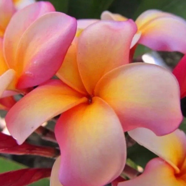 Plumeria Cuttings Etsy