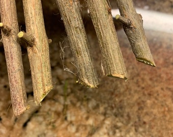 May include: Close-up of several small, cut tree branches. The branches are various shades of brown and tan, with visible textures and small offshoots. The ends are cleanly cut, and some have small, green buds.