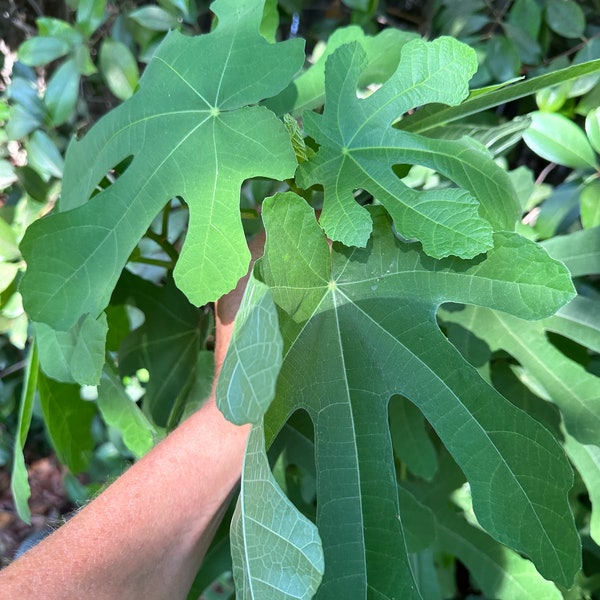 BULK Fig Tree (10!) Cuttings/Scions- 10 pack!