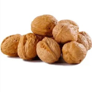 Walnut Tree (4) Cuttings/Scions- 4 pack!