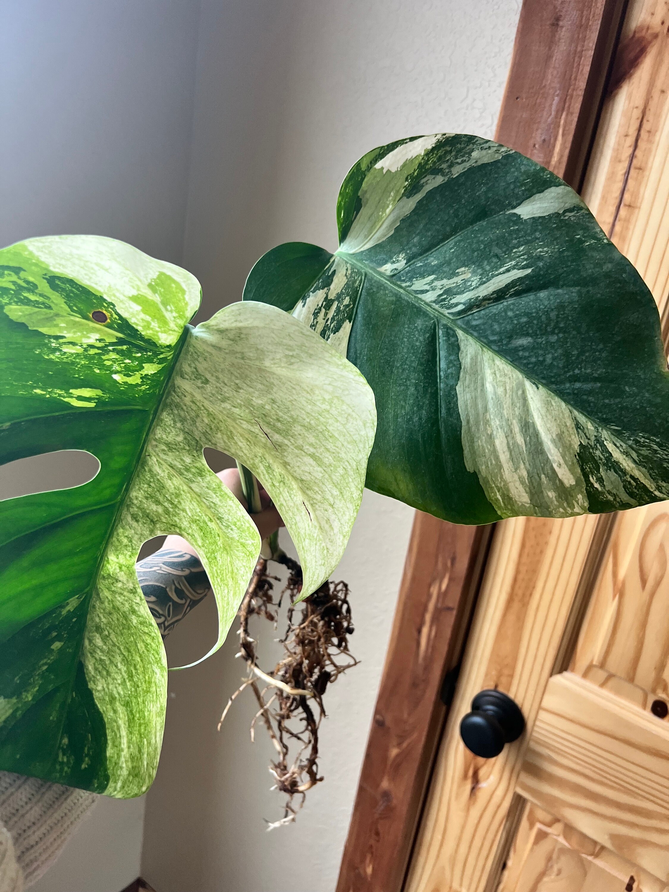 直販人気商品 Monstera Deli Borsi Cebublue haft Mint xgarage.om