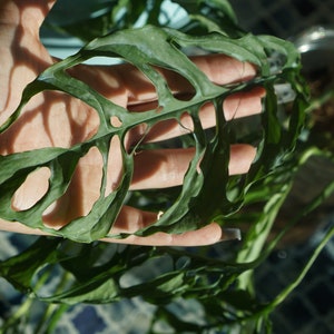 Monstera Obliqua Peru