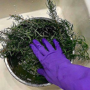 Puede incluir: Primer plano de ramitas de romero fresco en un cuenco met&aacute;lico lleno de agua. Una mano enguantada de color p&uacute;rpura vibrante toca suavemente las hierbas. La escena se desarrolla en un fregadero blanco, lo que sugiere preparaci&oacute;n culinaria o de jardiner&iacute;a.