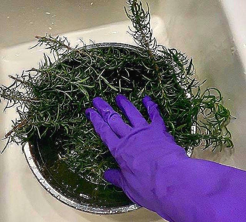 Puede incluir: Primer plano de ramitas de romero fresco en un cuenco met&aacute;lico lleno de agua. Una mano enguantada de color p&uacute;rpura vibrante toca suavemente las hierbas. La escena se desarrolla en un fregadero blanco, lo que sugiere preparaci&oacute;n culinaria o de jardiner&iacute;a.