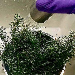 Puede incluir: Primer plano de un cuenco met&aacute;lico lleno de romero verde fresco que se riega. El agua fluye de un grifo plateado, creando gotas sobre el romero. El cuenco est&aacute; colocado en un fregadero blanco.