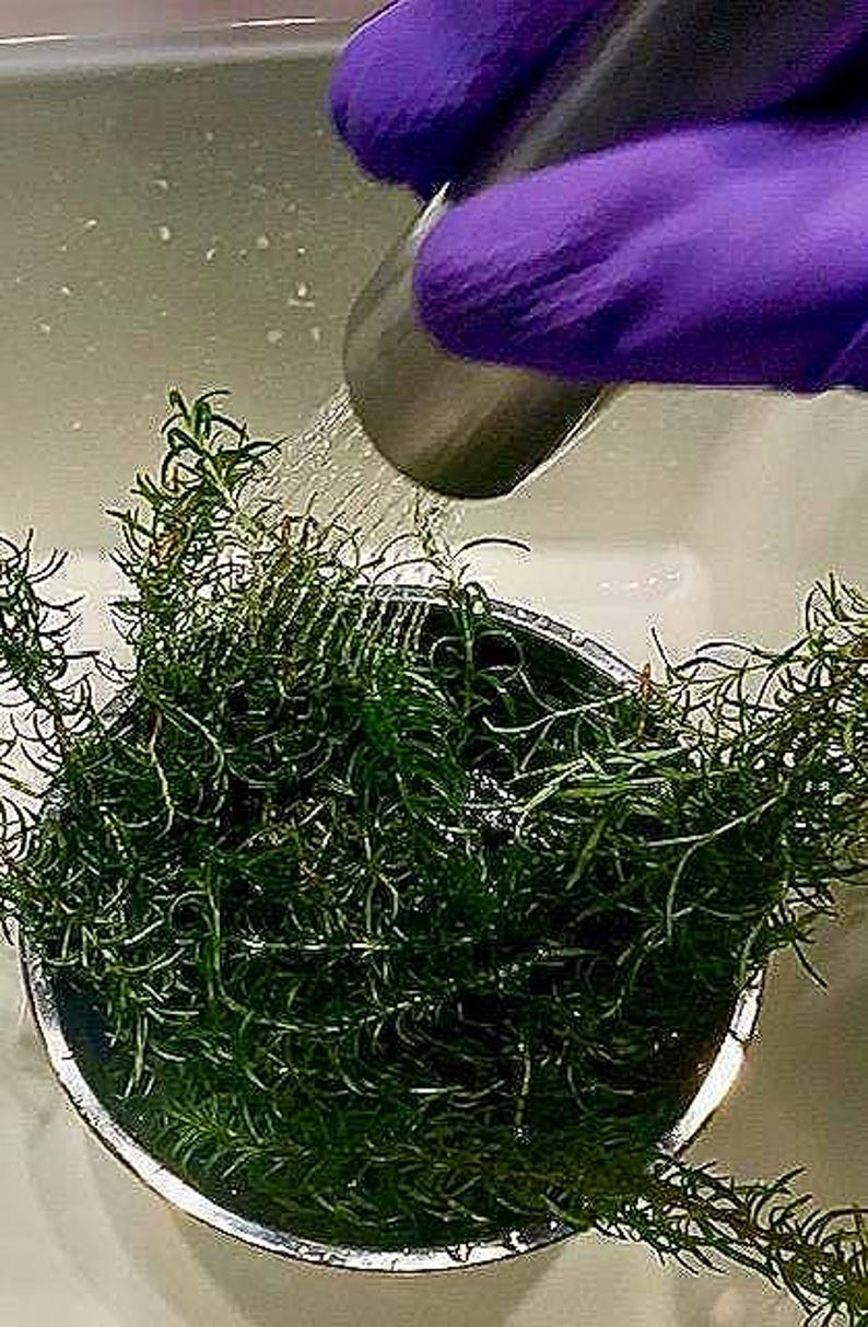 Puede incluir: Primer plano de un cuenco met&aacute;lico lleno de romero verde fresco que se riega. El agua fluye de un grifo plateado, creando gotas sobre el romero. El cuenco est&aacute; colocado en un fregadero blanco.