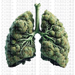 Puede incluir: Ilustración artística de pulmones humanos, con los lóbulos y bronquios formados por densos cogollos de cannabis verdes. Fondo blanco con la repetición de la frase "PIXEL PARADISE".