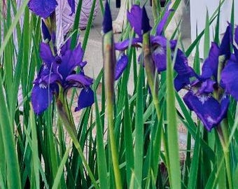 Purple Bearded Iris Rhizomes (5)