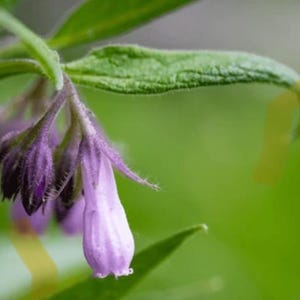 Puede incluir: Primer plano de una planta de consuelda con flores moradas en forma de campana y hojas verdes. Las flores están en varias etapas de floración. El fondo es verde suave, creando una escena natural y serena.