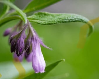 Esquejes de raíz de consuelda para plantar (3 o más piezas). Hierba medicinal de rápido crecimiento, perenne, mejora el suelo y es fácil de cultivar.