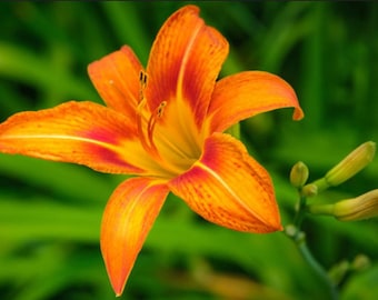 Lirios naranjas/Lirios de zanja (10 raíces)