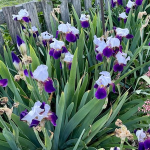 May include: A cluster of blooming iris flowers with white and deep purple petals, surrounded by long, green leaves. The flowers are in various stages of bloom, with some buds still closed. A weathered wooden fence is in the background.