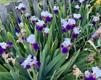 Vintage Bartiris-Rhizome - Winterharte mehrjährige Cottage-Gartenblumen - Lila, Gelbe und Pastelliris-Zwiebeln / Wurzeln für die Frühlingspflanzung