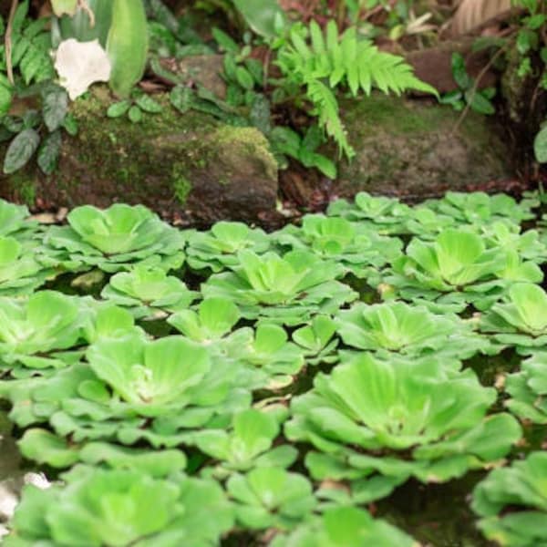 Pistia Laitue d'eau plante de bassin flottante ou plante aquatique pour aquarium refuge alevin