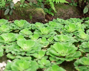 Pistia Laitue d'eau plante de bassin flottante ou plante aquatique pour aquarium refuge alevin