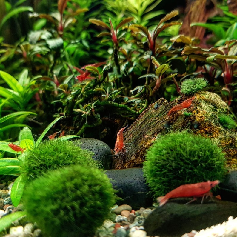 Lot boules anti nitrate plante pour aquarium boule de mousse algue pour crevette poisson Plantes