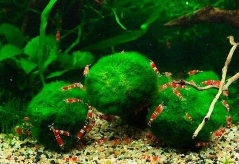 Lot boules anti nitrate plante pour aquarium boule de mousse algue pour crevette poisson Plantes