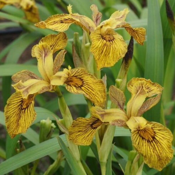 Iris pseudacorus berlin tiger Iris des marais jaune Plante bassin vivace filtrante