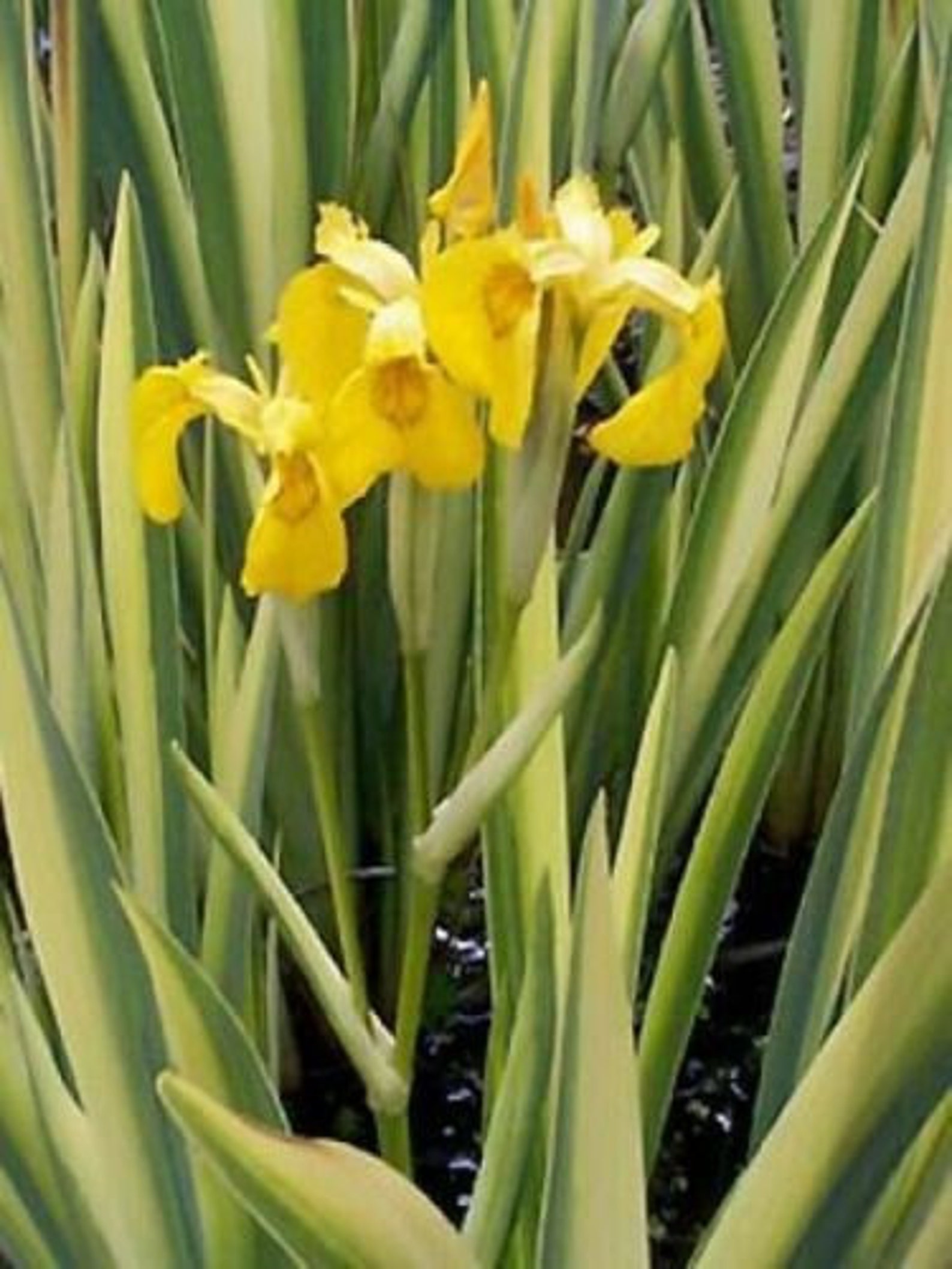 Iris pseudacorus variegata plante bassin vivace feuillage blanc / vert — free download