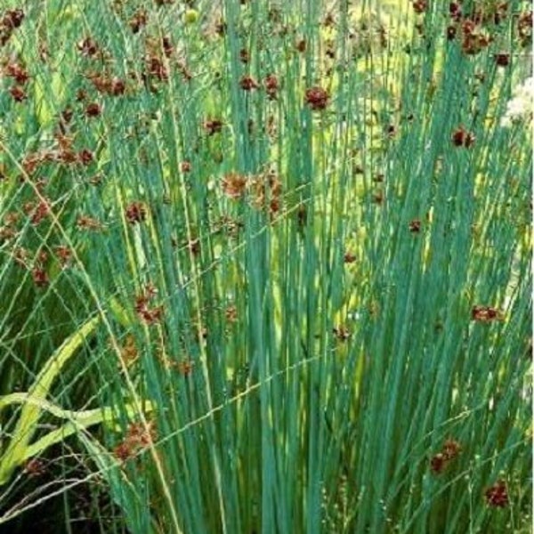 Jonc bleu Juncus glaucus plante pour bassin bleuâtre palustre facile jonc arqué