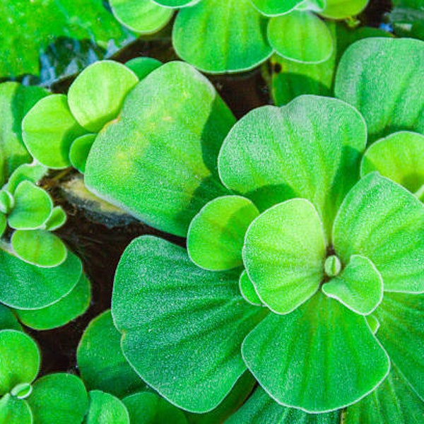 Lot Pistia spécial aquarium laitue d'eau Plante pour aquarium Refuge Alevin Plantes Aquarium Aquatique