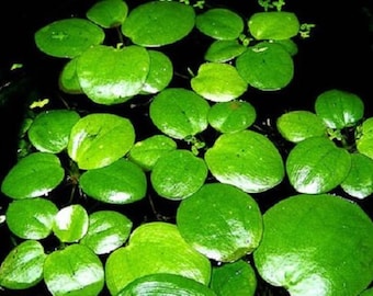 Lot de 3 Limnobium laevigatum Plante Aquatique Flottante pour Bassin et Aquarium aussi appelé Grenouillette ou Limnobium stoloniferum
