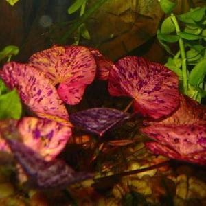 Plante Aquatique Lotus tiger red/rouge nénuphar Plante Aquarium idéal pour Discus