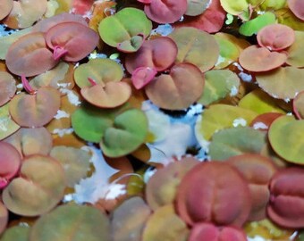 Lot de 5 ou 10 Phyllanthus fluitans Plante flottante pour bassin ou aquarium Plante aquatique
