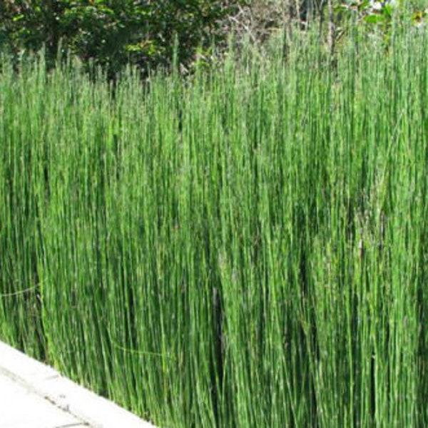 GRANDE prêle du Japon géante 60cm Equisetum hyemale plante bassin palustre facile