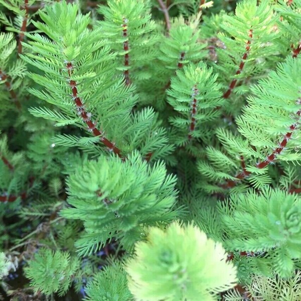 Myriophyllum brasiliensis Red Stem plante bassin oxygenante aquarium facile