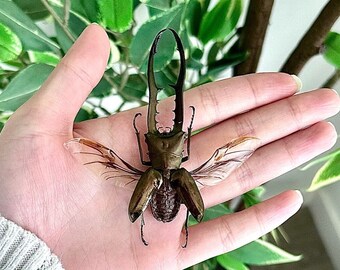 Cyclommatus Metalifer Beetle A1 Grade SPREAD or UNSPREAD