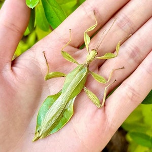 May include: A green stick insect with long legs and a leaf-like body is held in a person's hand. The insect is camouflaged against the green foliage in the background.
