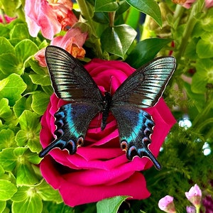 Papilio Maackii &quot;Spring Form&quot; Butterfly A1 Quality Wings Closed or Spread