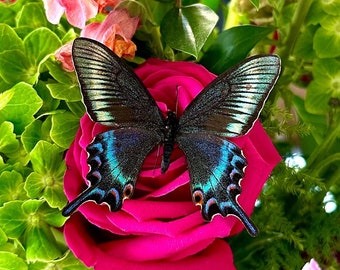 Papilio Maackii "Spring Form" Schmetterling A1 Qualität Flügel Geschlossen oder Ausgebreitet