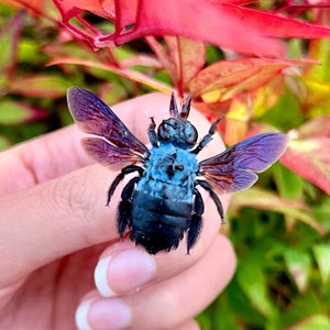 Blue Carpenter Bees, Xylocopa Caerulea SPREAD Insects