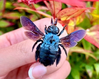 Blue Carpenter Bees, Xylocopa Caerulea SPREAD Insects