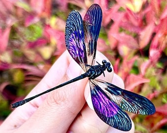 Euphaea Variegata, Teal and Violet Glittering Damselfly, Real Dragonfly, SPREAD Insects