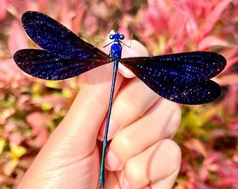 Violeta brillante caballito del diablo, libélula real Vestalis luctuosa