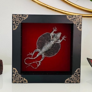 Framed Flying Lizards Draco haematopogon Red-Bearded Flying Lizard MALE