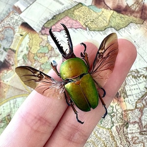 Lamprima Adolphinae Beetle, Sawtooth Stag Beetle, A1 Grade SPREAD/UNSPREAD