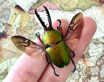 Lamprima Adolphinae Beetle, Sawtooth Stag Beetle, A1 Grade SPREAD/UNSPREAD
