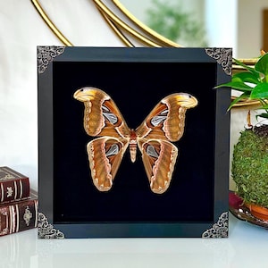 Real Framed Atlas Moth Attacus Atlas A1/NP Male/Female