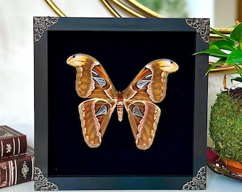 Real Framed Atlas Moth Attacus Atlas A1/NP Male/Female