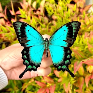 Papilio Lorquinianus, Blue Green Swallowtail Butterfly, Indonesia A1 Grade Wings Closed/Spread RARE