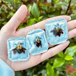 Yellow Carpenter Bees, Xylocopa Olivacea Unspread Insects