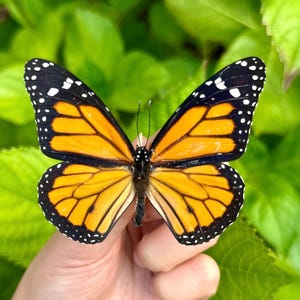 Real Monarch Butterfly America Monarch Danaus Plexippus A1 Grade Wings Closed/Spread RARE