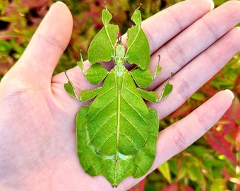 Real Leaf Insect Phyllium pulchrifolium A1 Quality SPREAD Walking Leaf Insect FEMALE