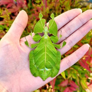 Real Leaf Insect Phyllium pulchrifolium A1 Quality SPREAD Walking Leaf Insect FEMALE